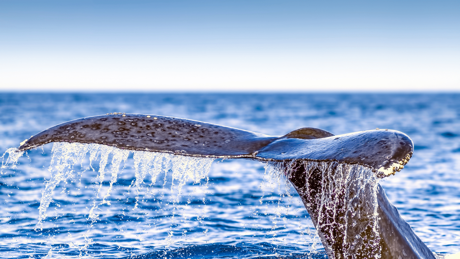 Whale Watching Nova Scotia