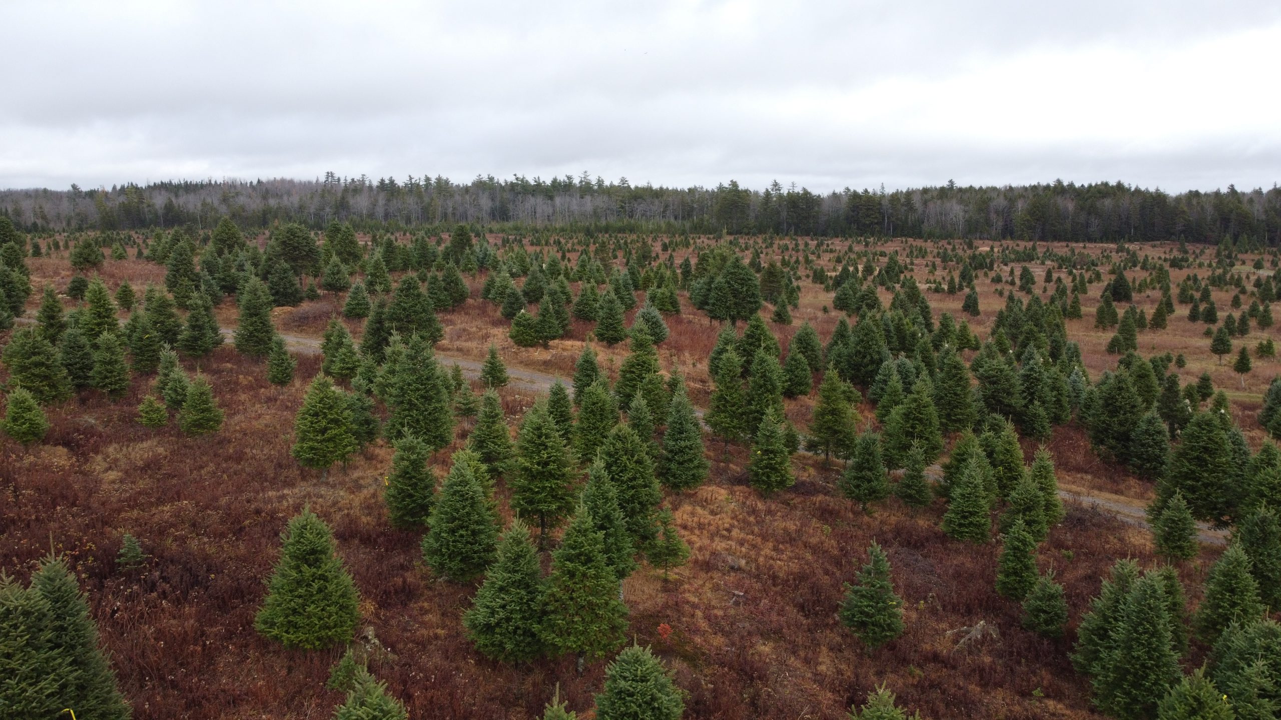 Nova Scotia Christmas Tree Farms