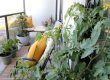 Urban balcony garden reveal