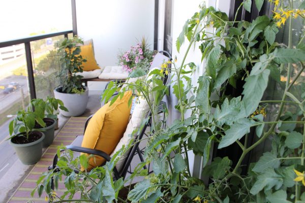 Urban balcony garden reveal