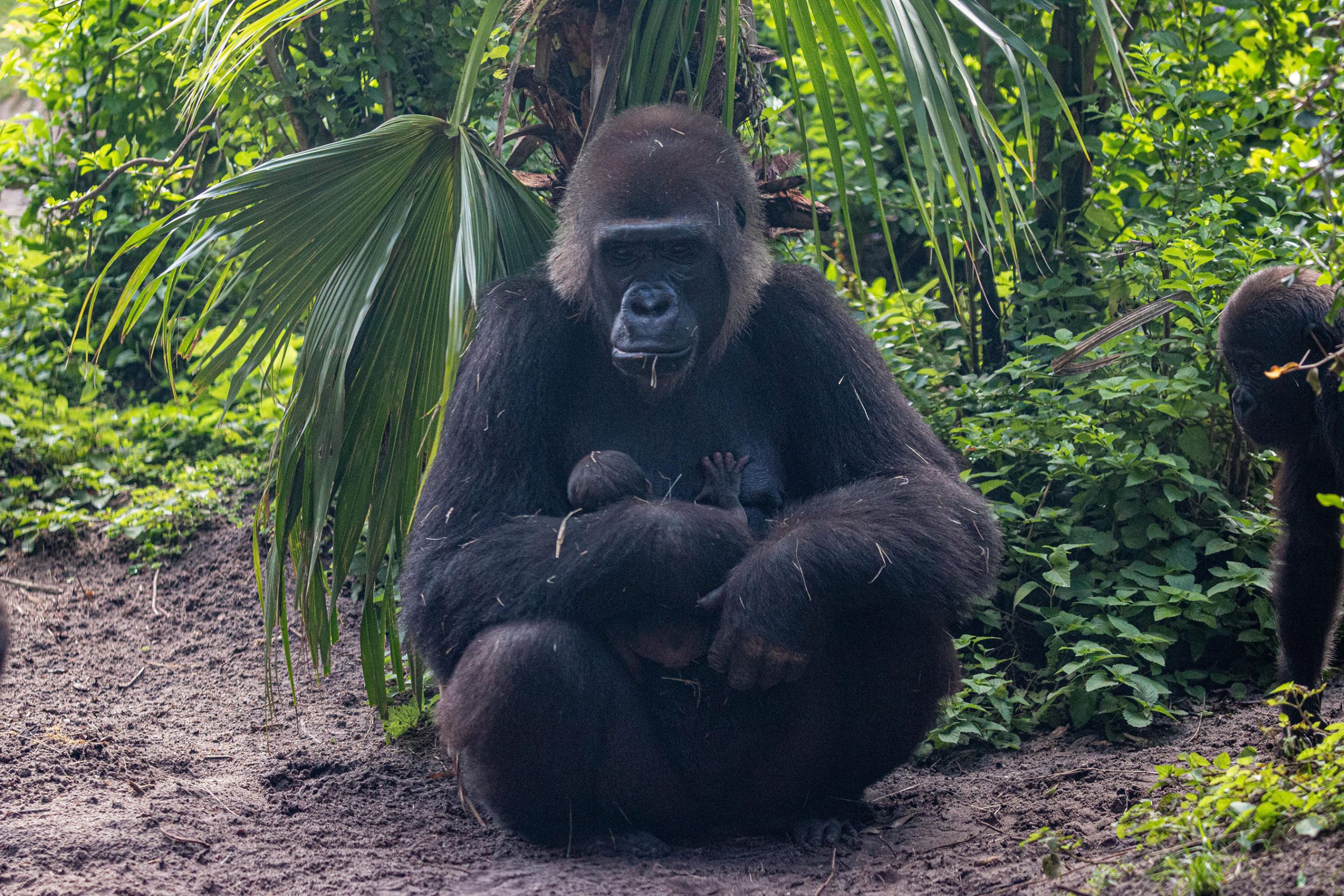 Gorilla Falls Animal Kingdom 