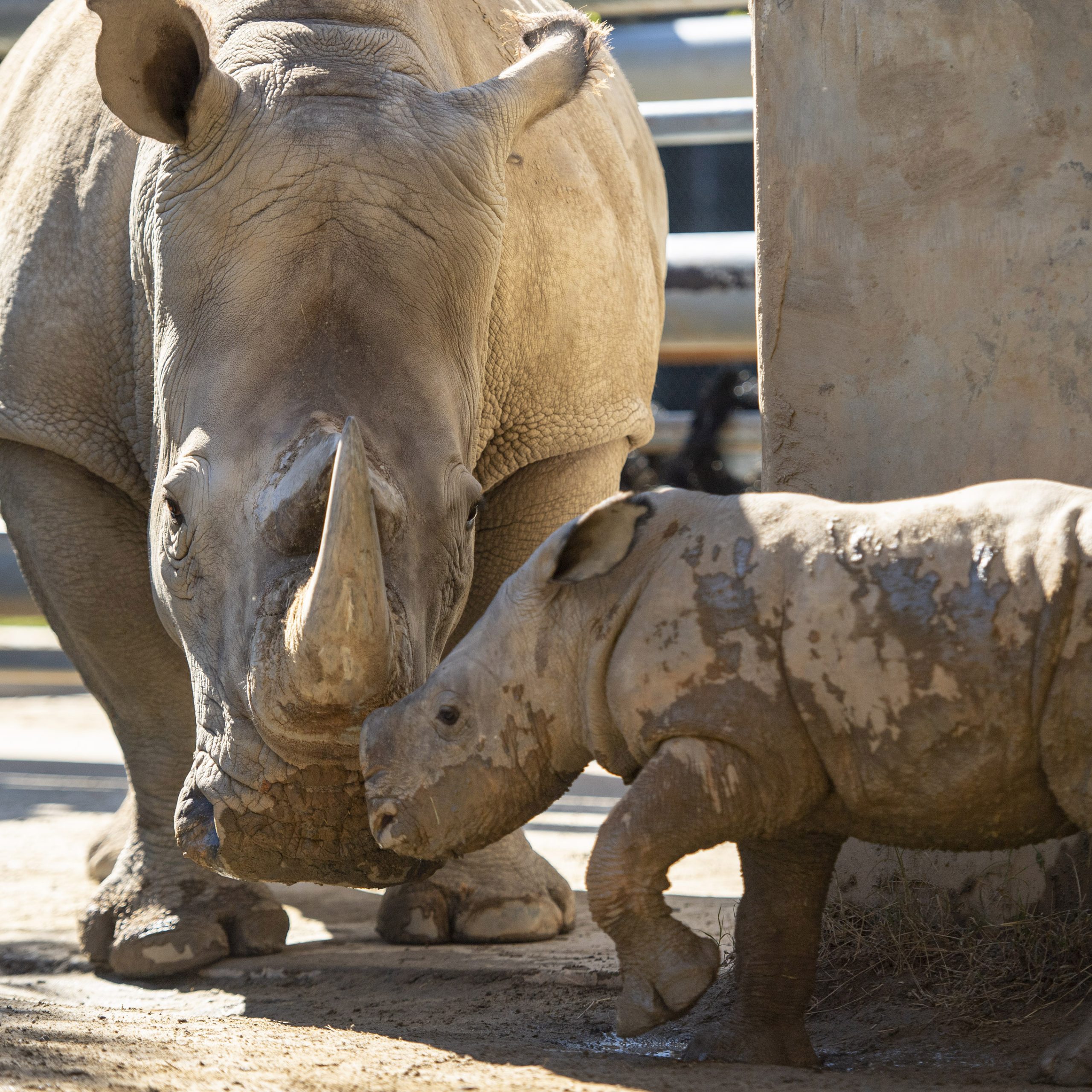 Rhinos at Animal Kingdom