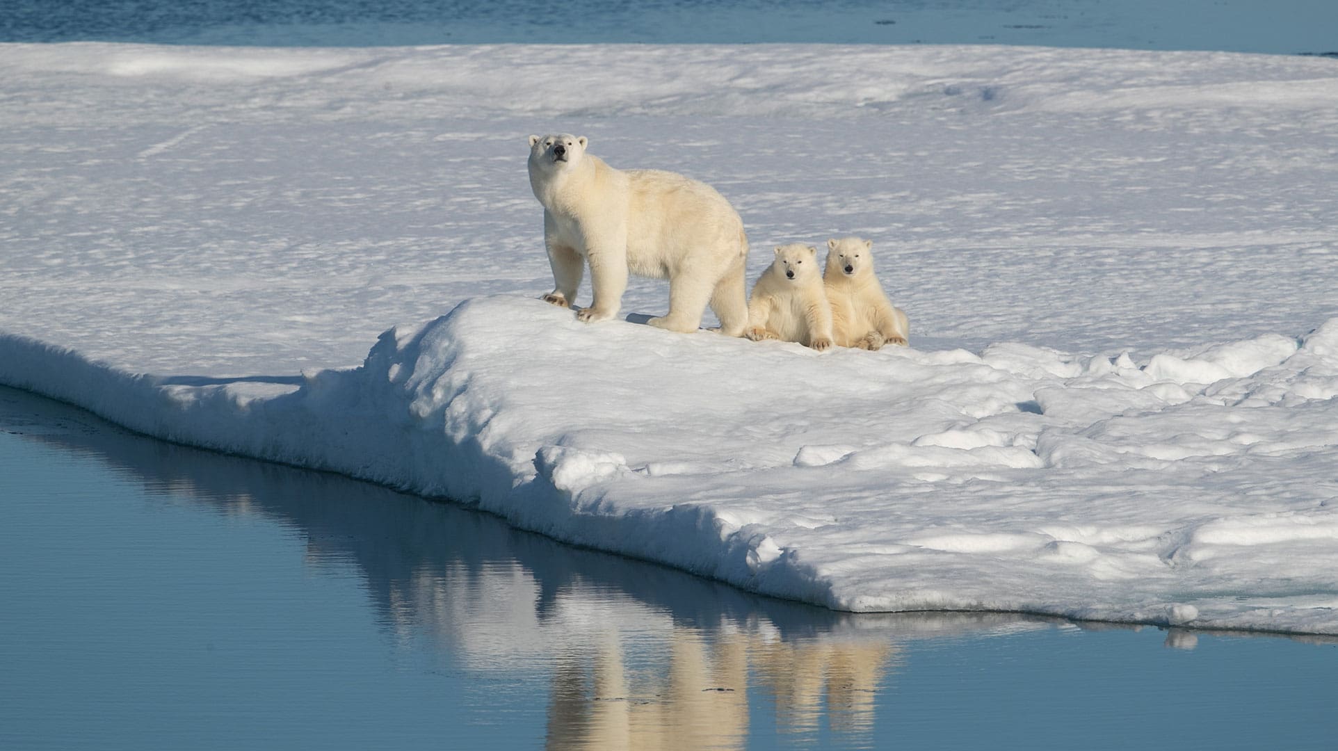 Polor Bears in the Arctic