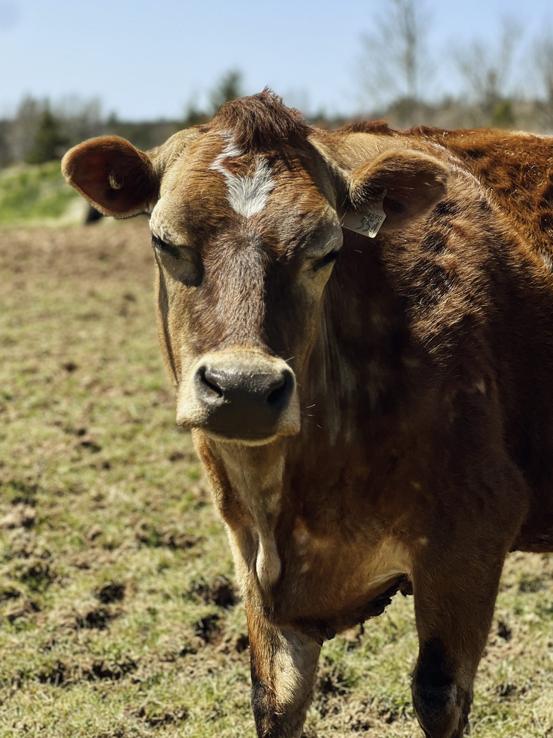 Summer Photo Spots in Nova Scotia | That Dutchman's Farm
